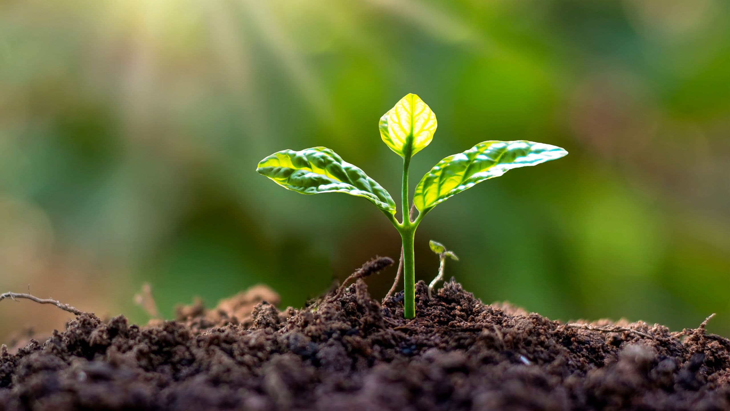 Fisiologia vegetale