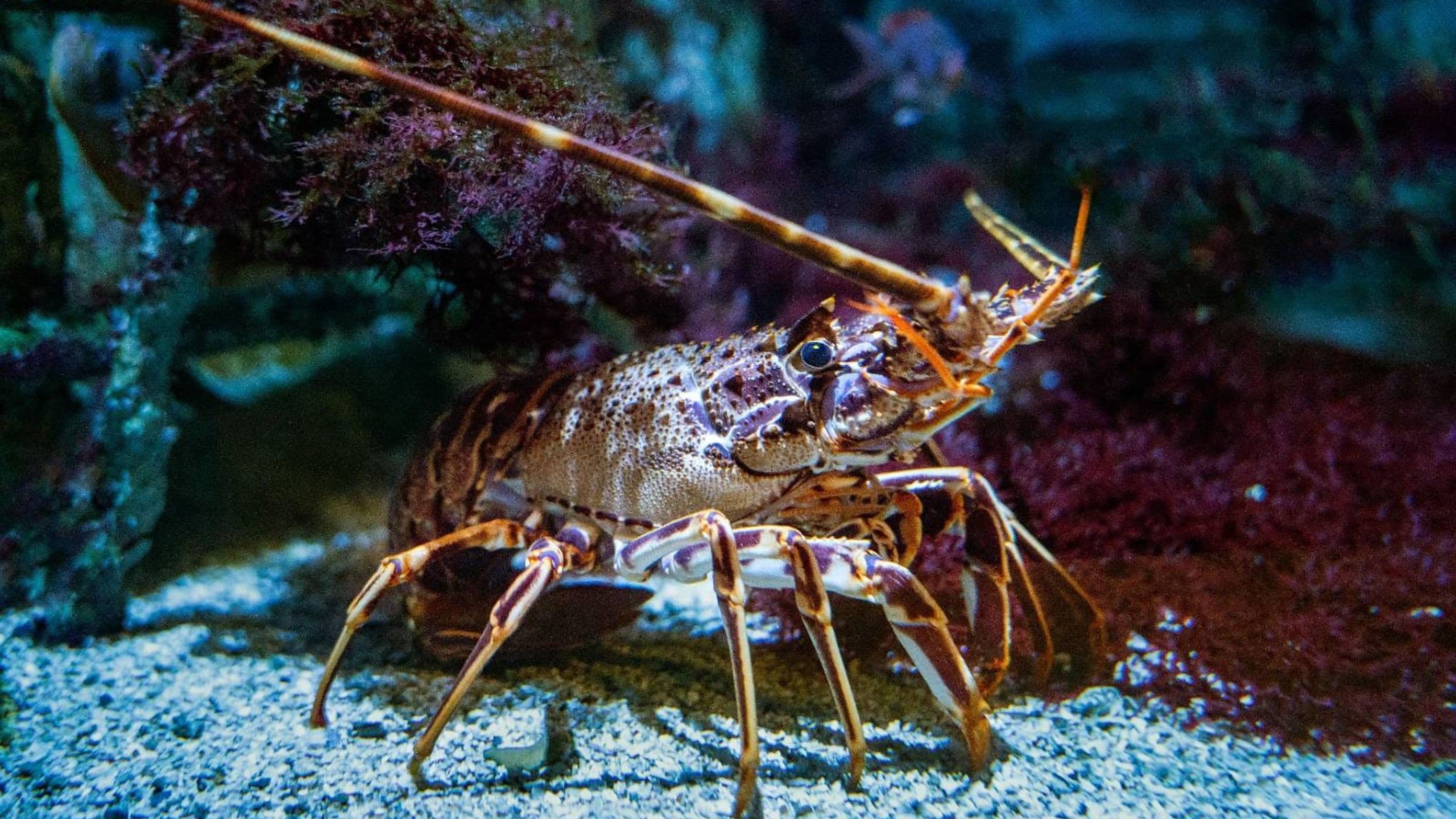 Vertebrati e invertebrati d'acqua