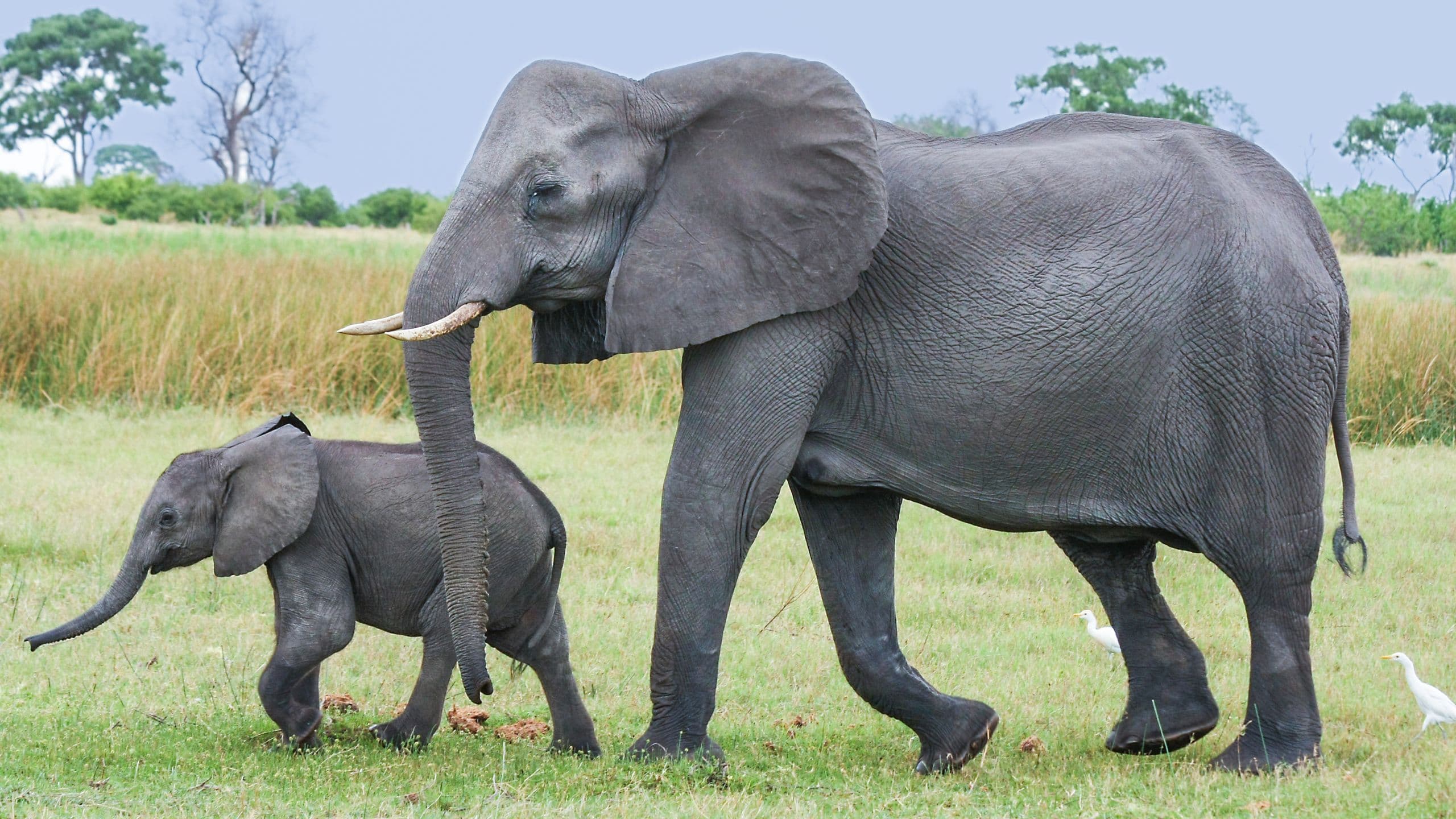 Tre passi da elefante