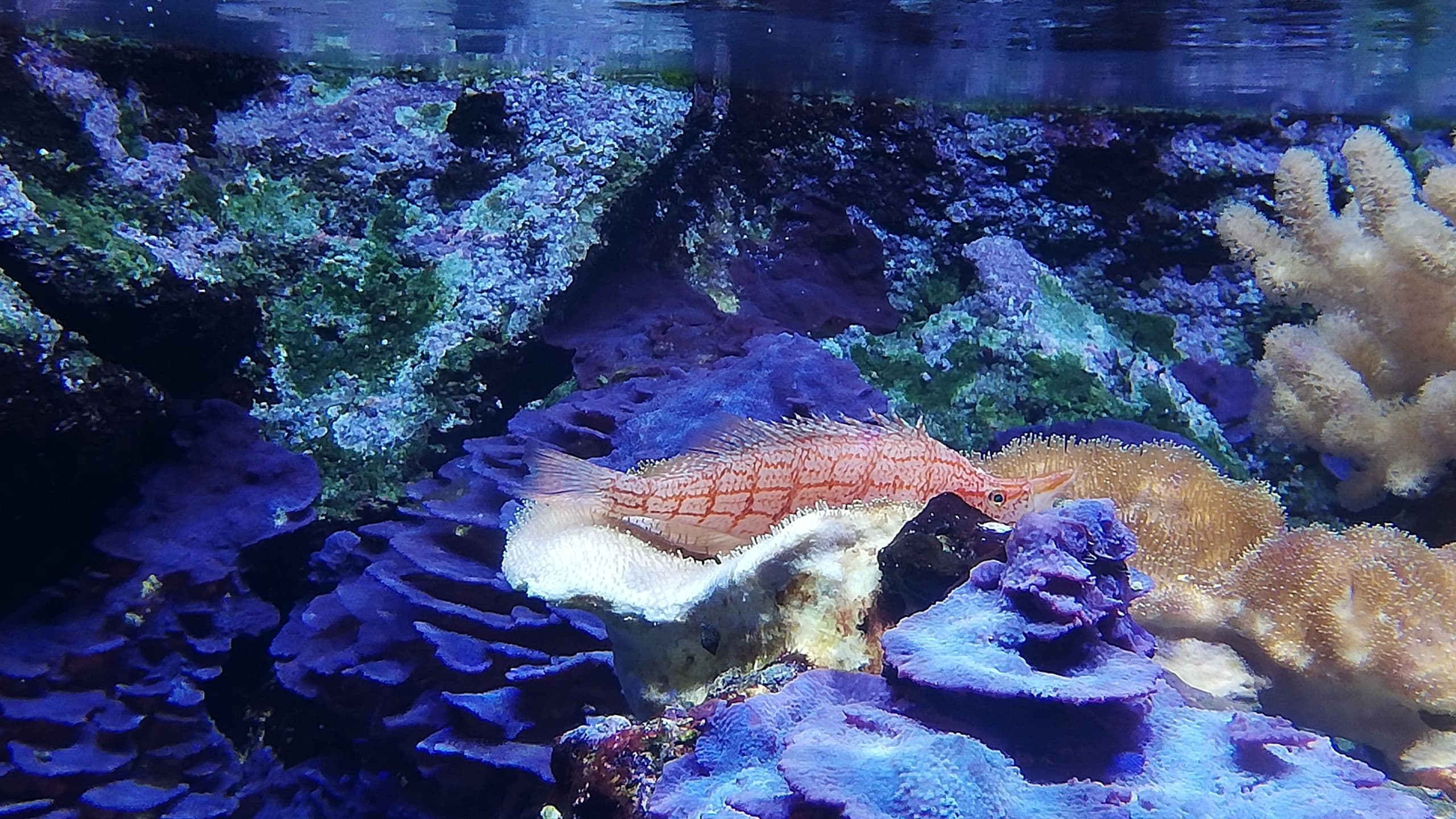 I tesori dell'acquario