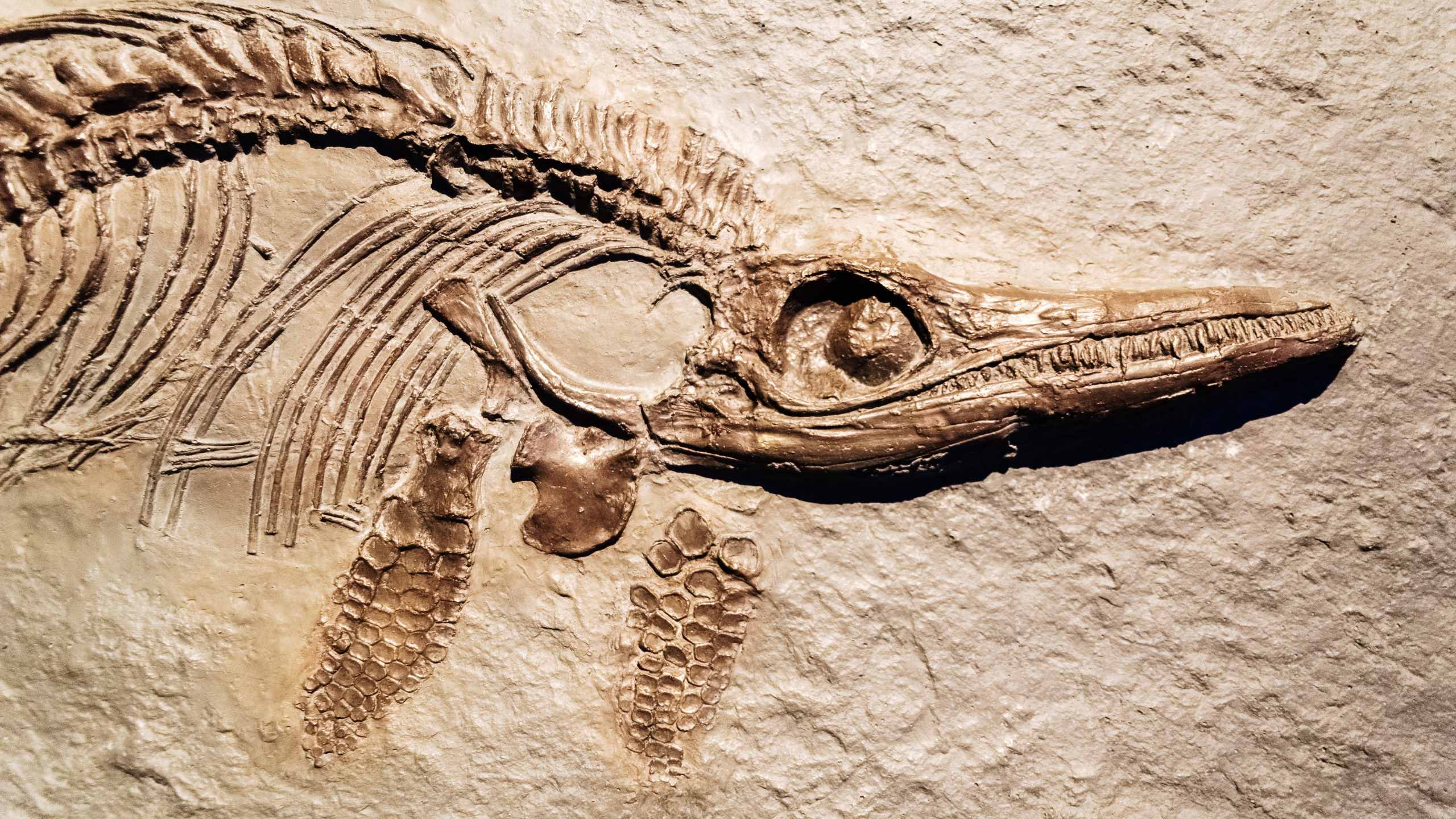 Paleobiolab - paleoecologia marina