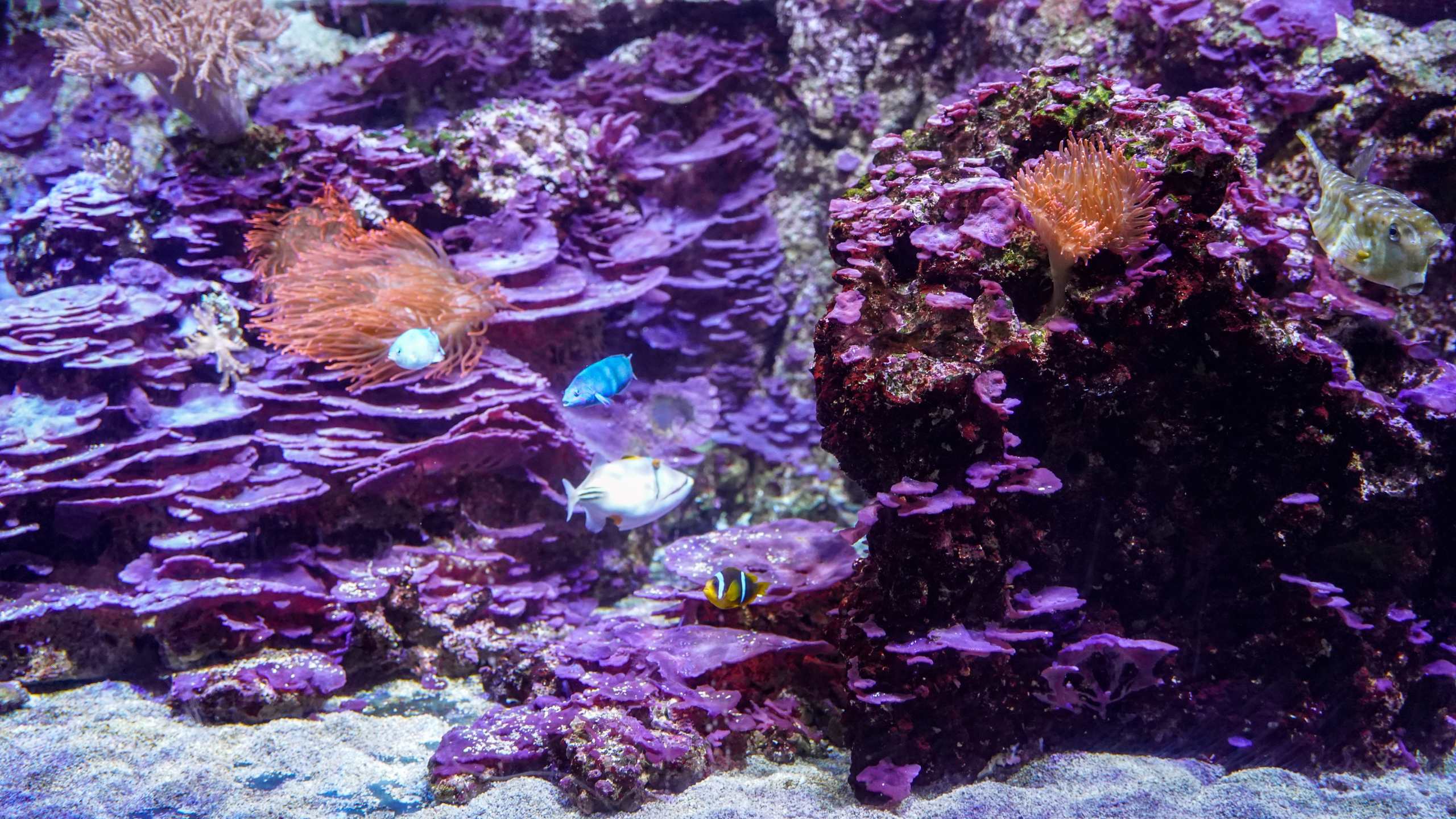 Chi mangia chi?