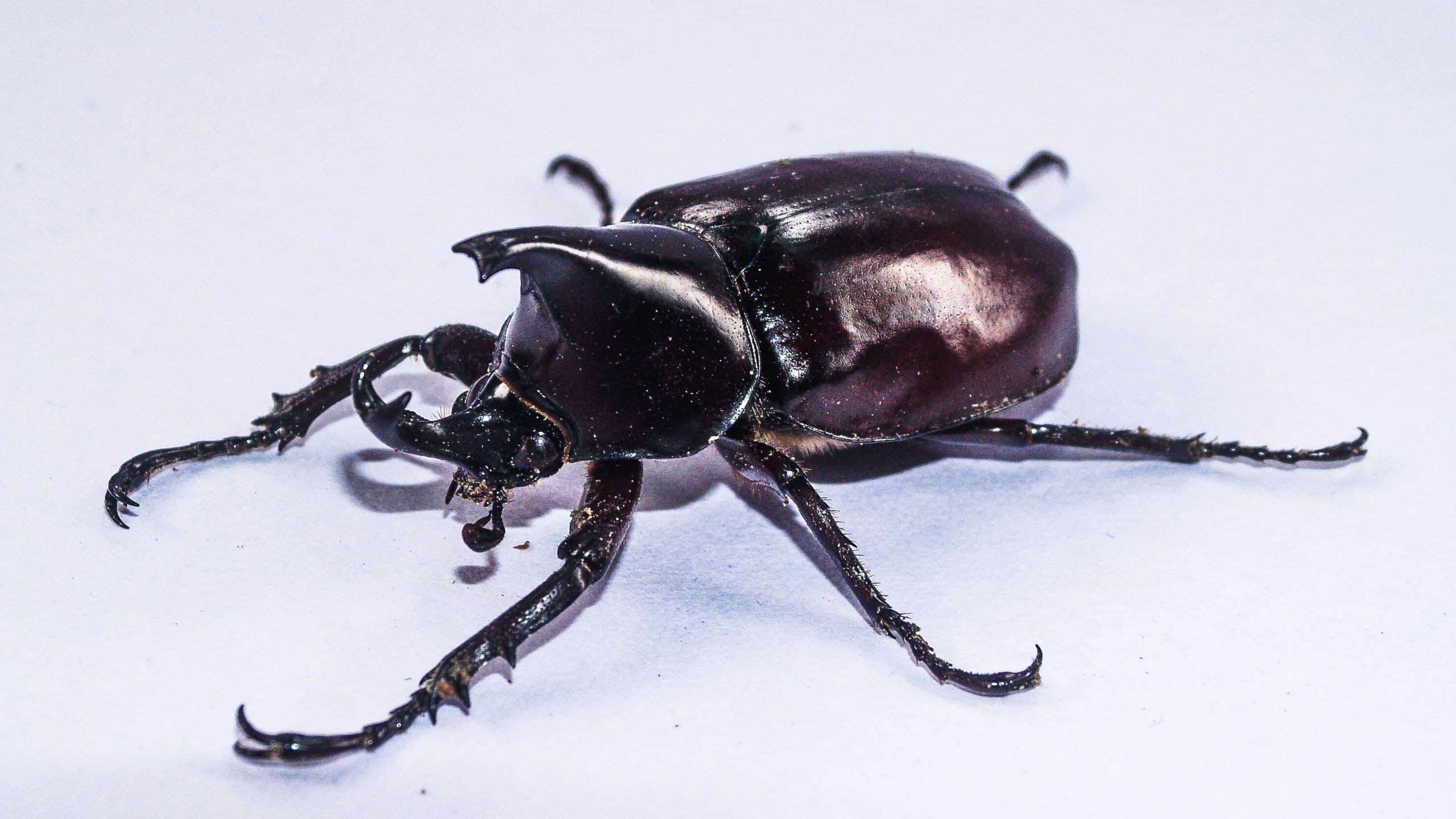 Il mondo degli invertebrati