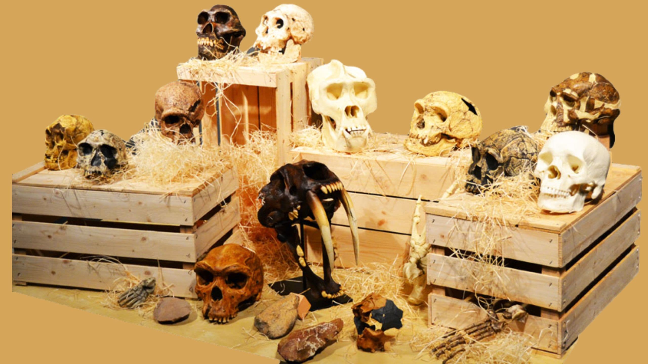 Be sapiens