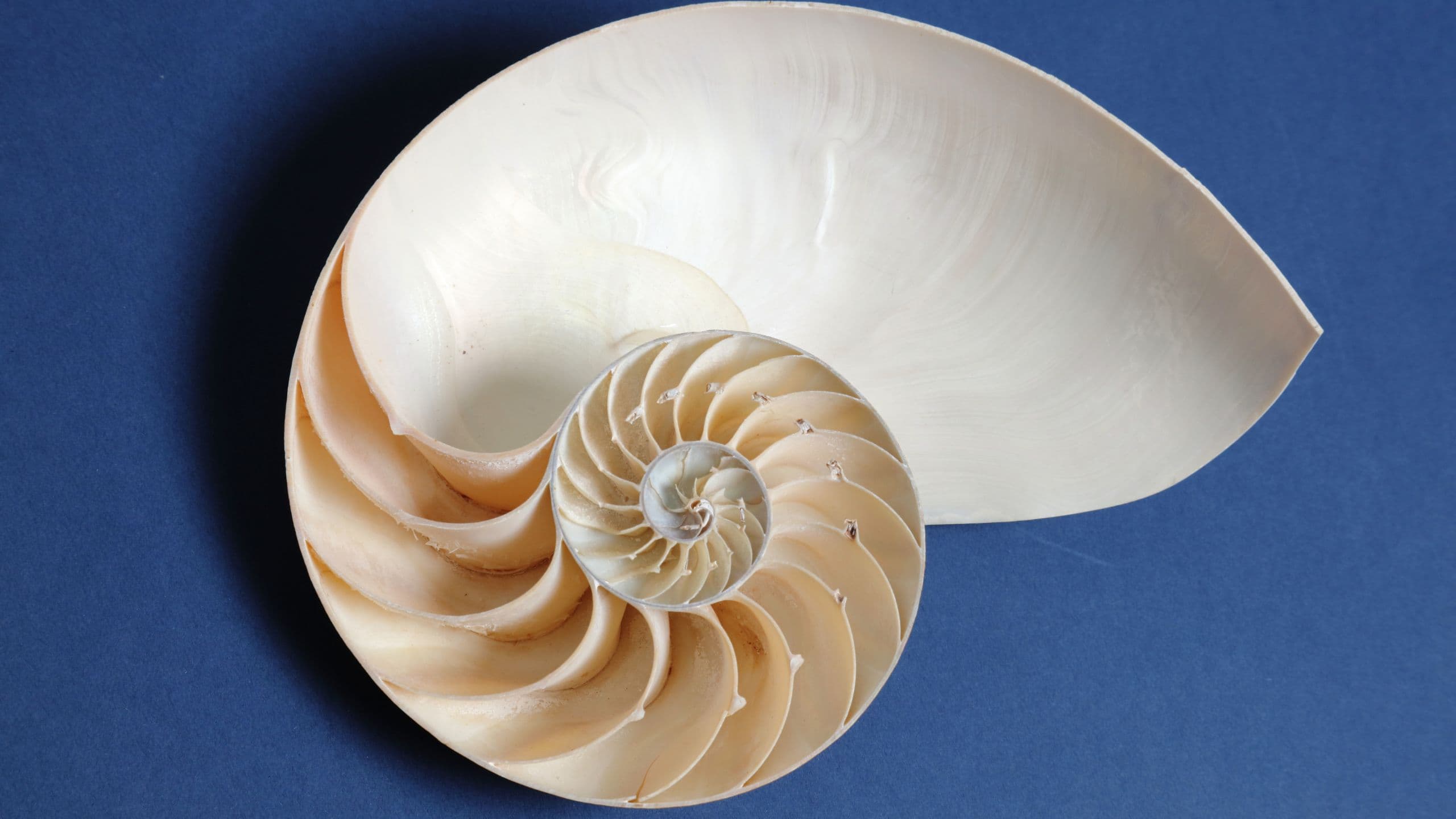 Spirali tra le onde