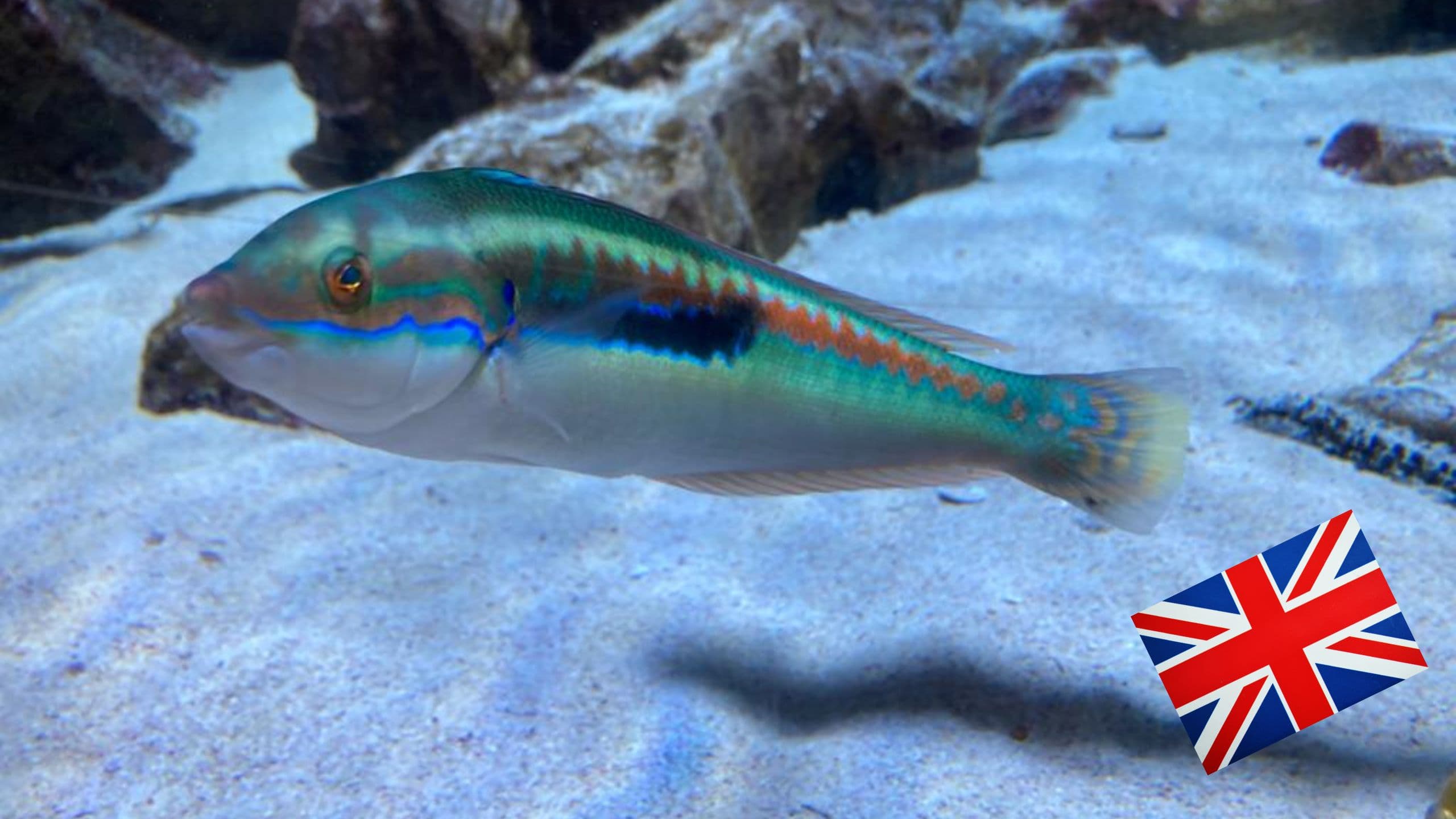 Like a fish