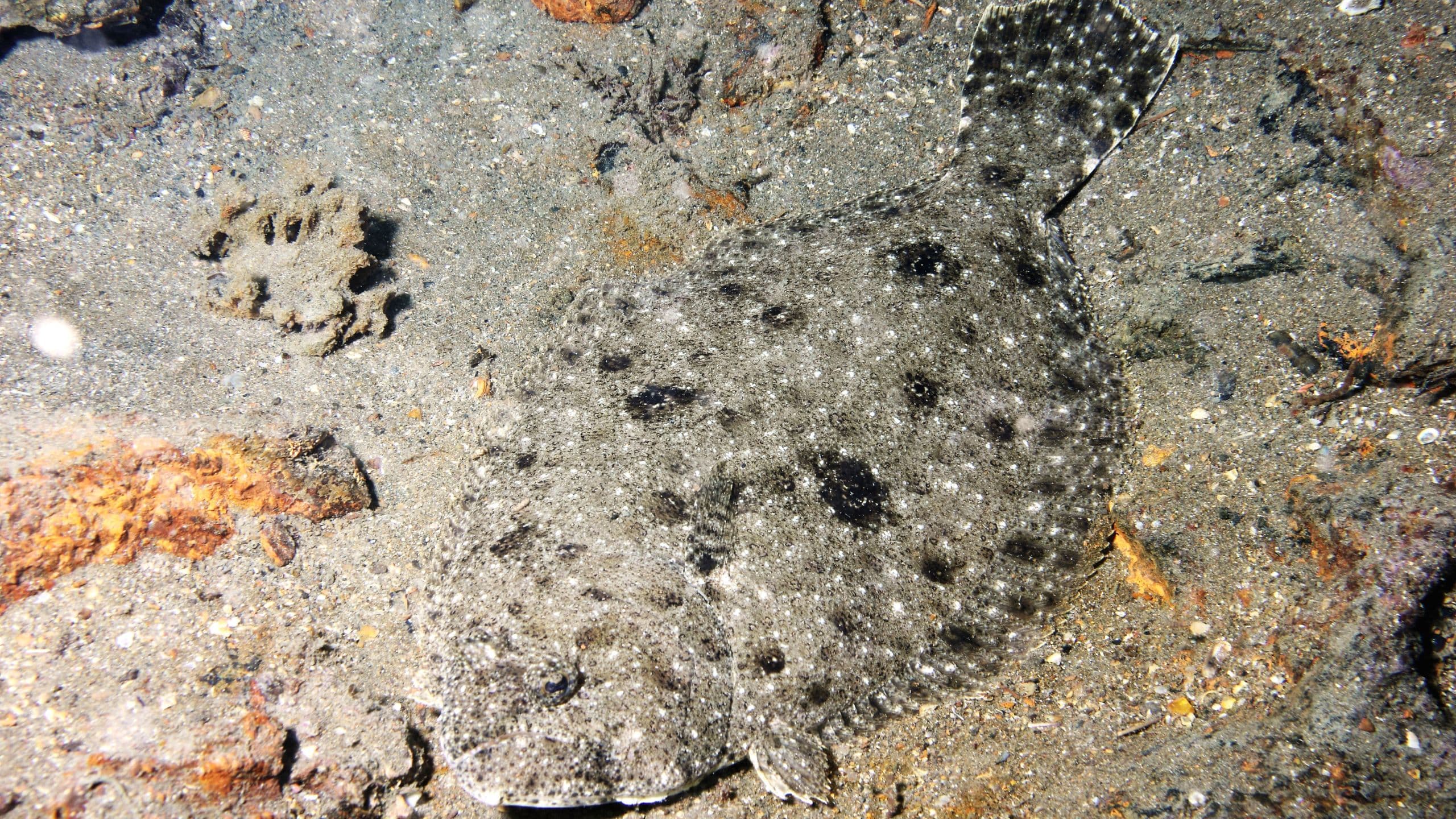 Giochiamo a nascondino?